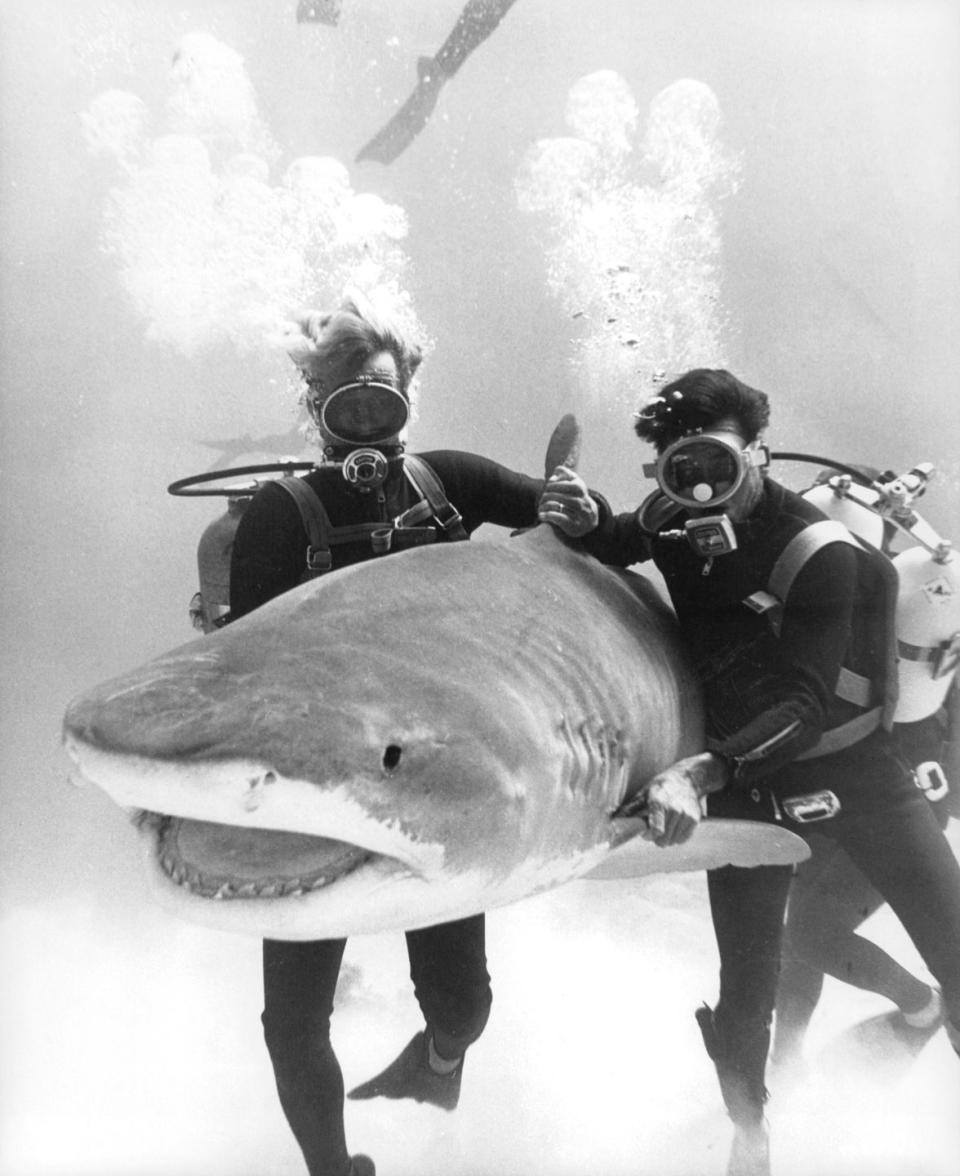 <p>Actors underwater with a shark in a scene from the film <em>Thunderball.</em></p>