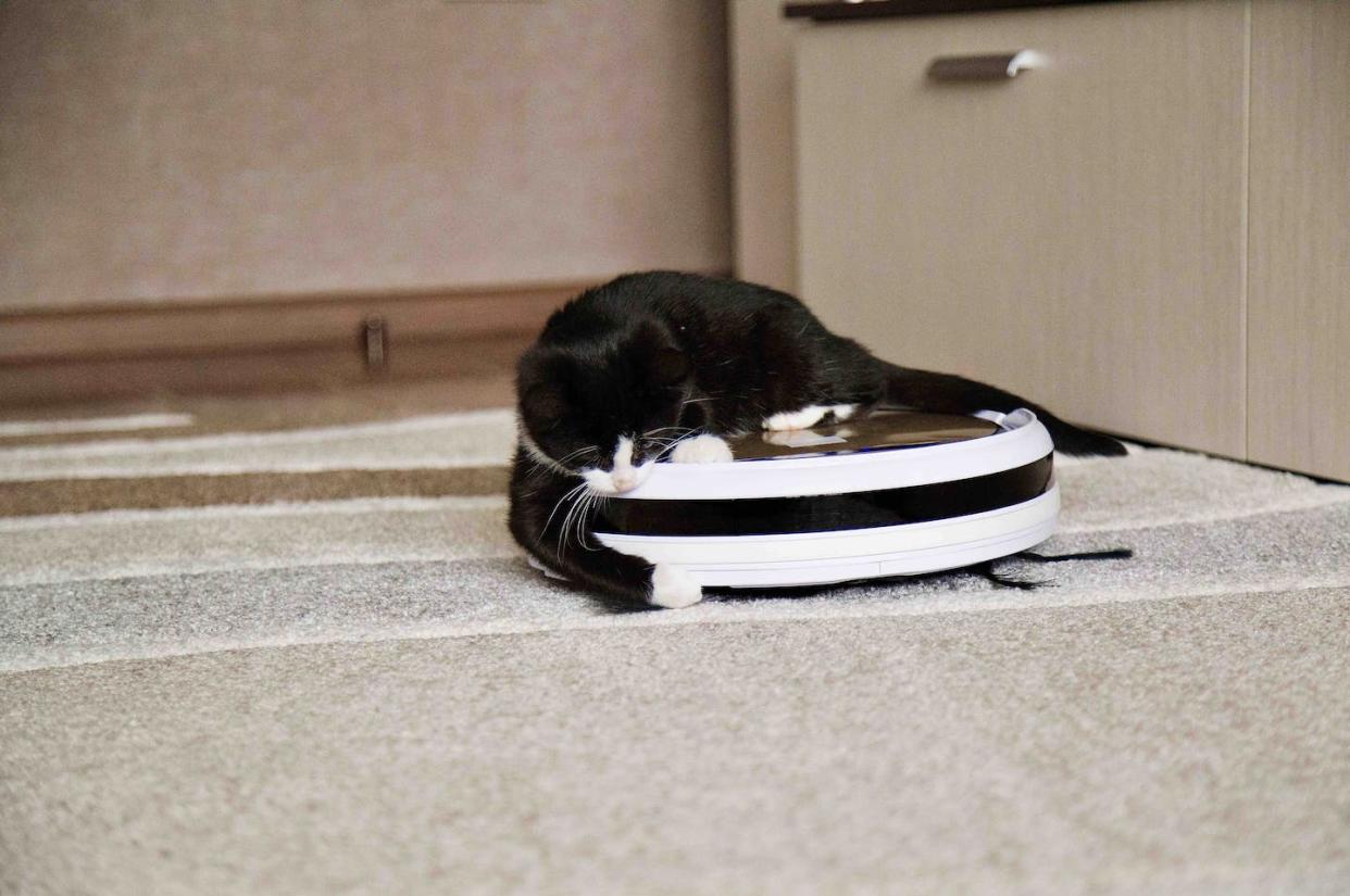 <a href="https://www.shutterstock.com/es/image-photo/black-cat-plays-robotic-vacuum-cleaner-1577392633" rel="nofollow noopener" target="_blank" data-ylk="slk:stocker193 / Shutterstock;elm:context_link;itc:0;sec:content-canvas" class="link ">stocker193 / Shutterstock</a>