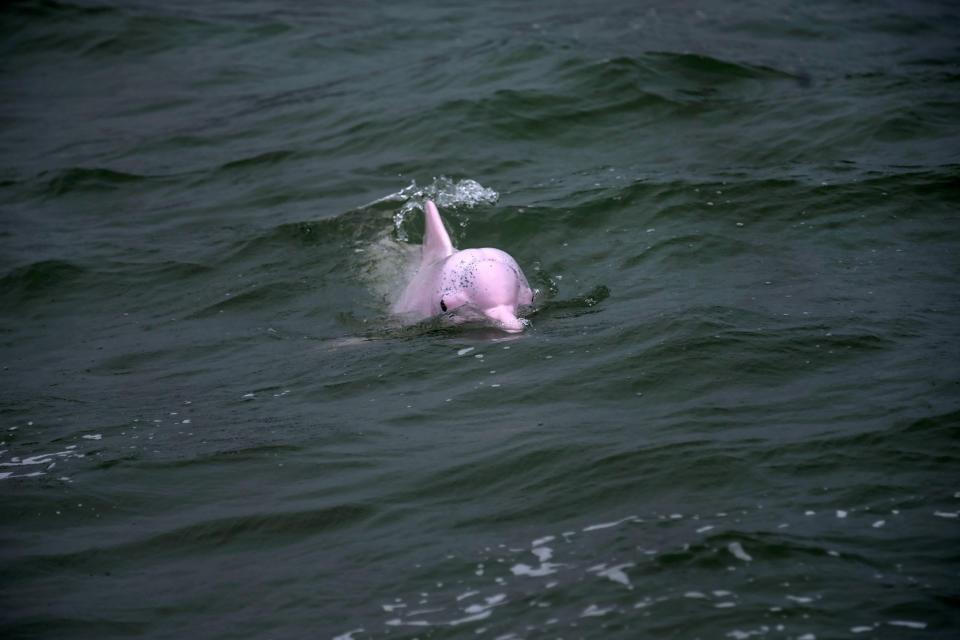 Pinker Delfin