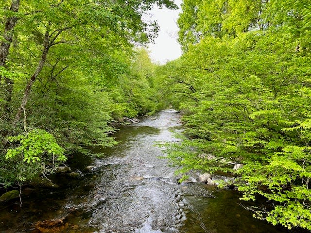 Lush green trees frame a stream at Great Smoky Mountains National Park.