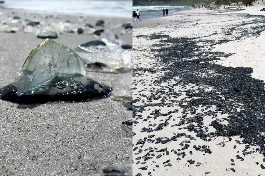 Criaturas azules aparecen muertas en costas de California; ¿qué son?