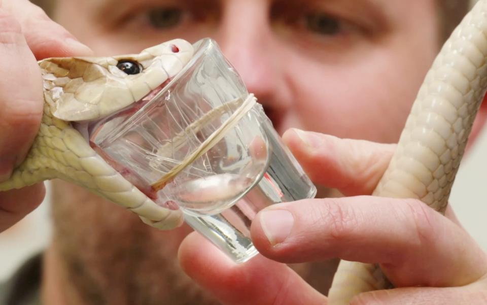 An image of a man holding a snake head over a shot glass as it releases its venom.