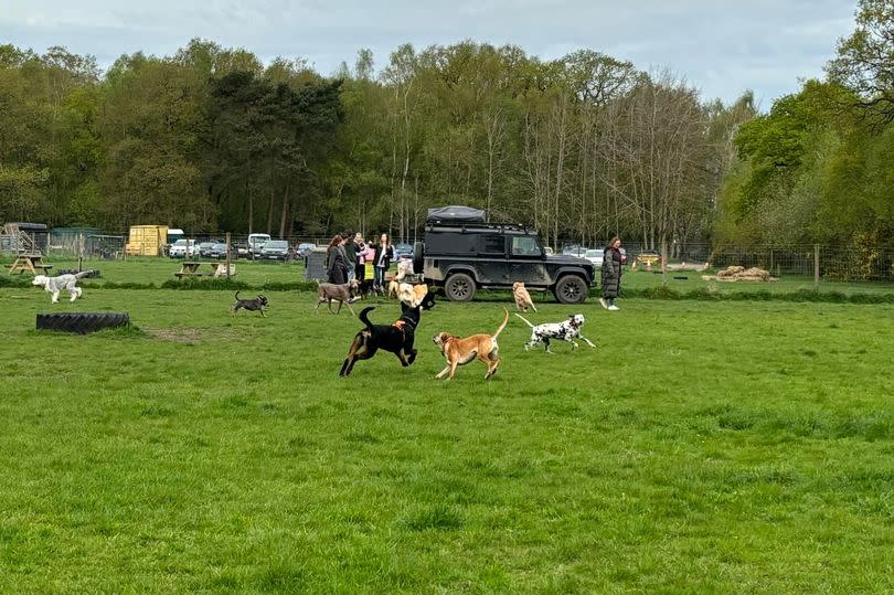 It was lovely to see dogs of all sizes and breed play together