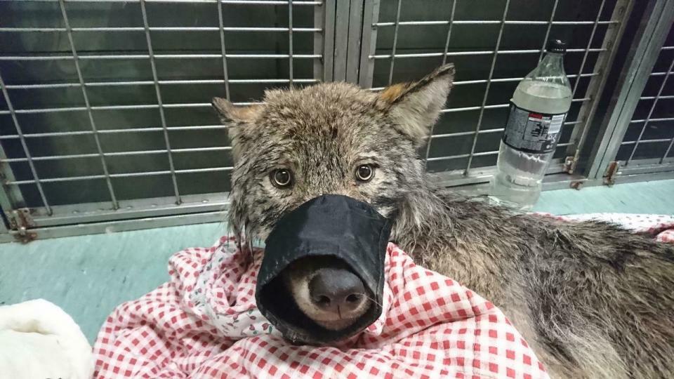 This photo taken on Thursday, Feb. 21, 2019 and released by the Estonian Union for the Protection of Animals, shows an approximately one-year old male wolf suffering from shock and hypothermia in an animal shelter near Parnu River, Estonia. Estonian construction workers got the shock of their lives when they found out the animal they saved from an icy river was not a dog but a wolf. (Estonian Union for the Protection of Animals via AP)