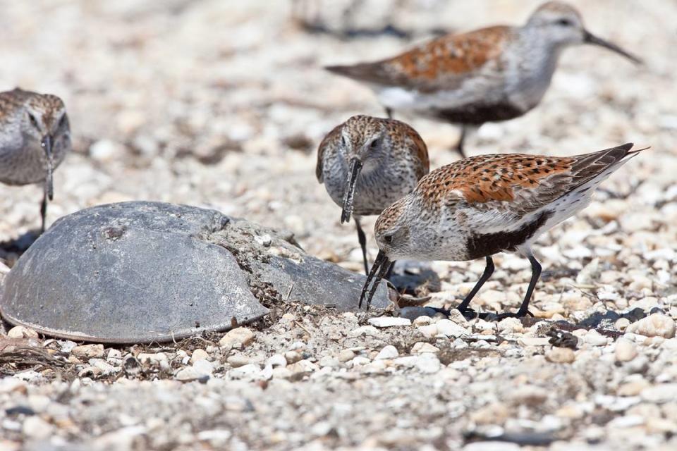 In Delaware Bay, migratory shorebirds dig for eggs beside the shell of a horseshoe crab. Jan van de Kam Griendtsveen /Provided