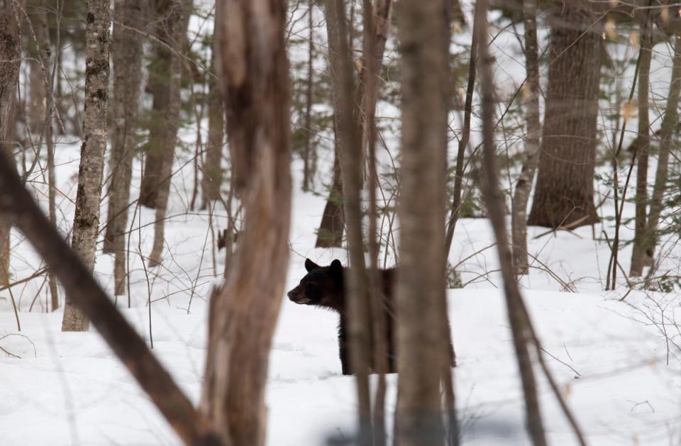 Black bears are found across parts of New England (AFP via Getty Images)