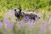 <p><strong>State Animal: Grizzly Bear </strong></p><p>The Grizzly, also known as the North American brown bear, became the <a href="https://leg.mt.gov/bills/mca/title_0010/chapter_0010/part_0050/section_0080/0010-0010-0050-0080.html" rel="nofollow noopener" target="_blank" data-ylk="slk:state animal back in 1982;elm:context_link;itc:0;sec:content-canvas" class="link ">state animal back in 1982</a>.</p>