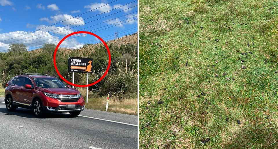 Kiwis are being urged to report all signs of wallabies, including droppings on grass (right). Source: Michael Dahlstrom/MPI