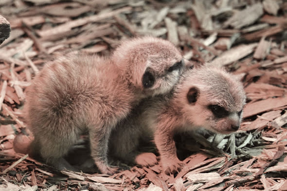 MANDATORY CREDIT: Blackpool Zoo/Rex Features. Only for use in story about the baby boom at Blackpool Zoo. Editorial Use Only. No stock, books, advertising or merchandising without photographer's permission.Mandatory Credit: Photo by Blackpool Zoo/REX (4588349a)Baby MeerkatsBaby boom at Blackpool Zoo this Easter, Blackpool, Britain, Mar 2015FULL BODY: http://www.rexfeatures.com/nanolink/q6d4 There has been a baby boom at Blackpool Zoo just in time for Easter. Six different species have welcomed youngsters including baby meerkats, ring tailed lemurs, tree shrews, a cotton-top tamarin, a colobus monkey and a pileated gibbon.