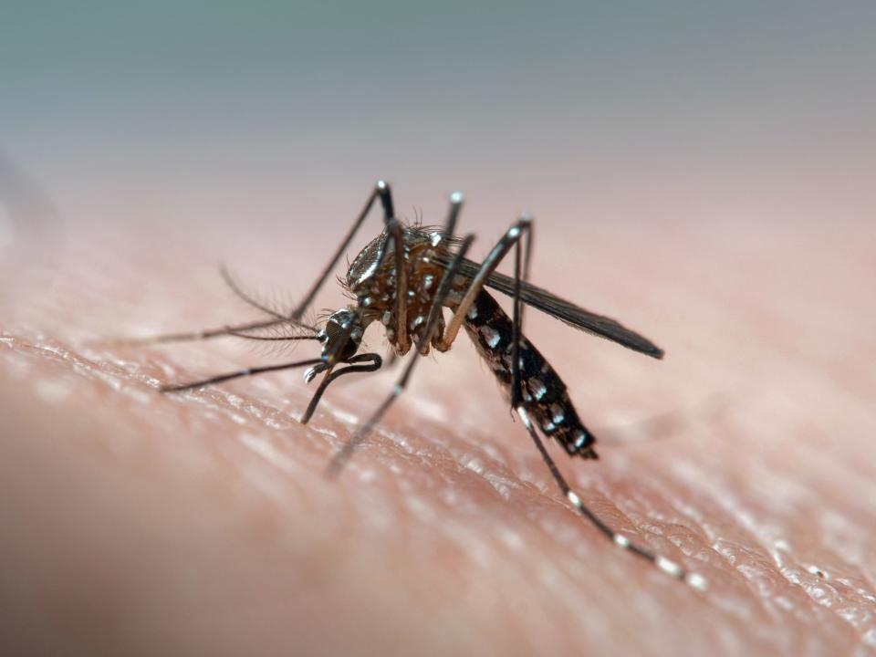 11 Home Remedies to Make Mosquito Bites Stop Itching