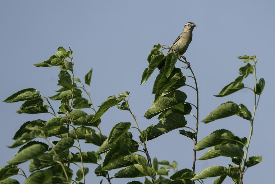 A female bobolink stands atop a shrub near its nest, Tuesday, June 20, 2023, in Denton, Neb. North America's grassland birds are deeply in trouble 50 years after adoption of the Endangered Species Act, with numbers plunging as habitat loss, land degradation and climate change threaten what remains of a once-vast ecosystem. (AP Photo/Joshua A. Bickel)