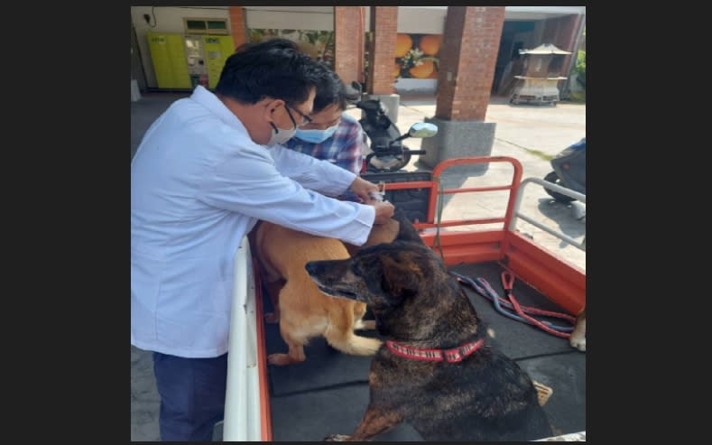 苗栗縣南庄鄉首次驗出鼬獾狂犬病陽性案例，動物保護防疫所28日表示，將加強各村家戶犬貓巡迴免費狂犬病疫苗注射，只要與前次施打間隔逾6個月，皆可補強施打，並提醒民眾避免接觸野生動物。（圖／苗栗縣動物保護防疫所提供）