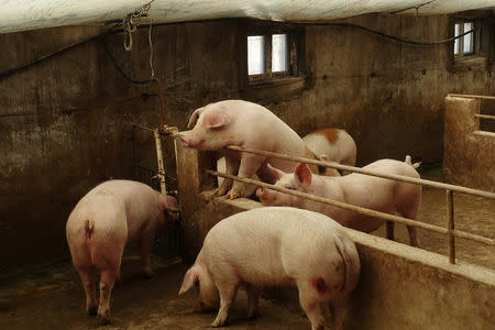 Pigs are seen on the farm of pig farmer Han Yi at a village in Changtu county, Liaoning province, China January 17, 2019. Picture taken January 17, 2019. REUTERS/Ryan Woo