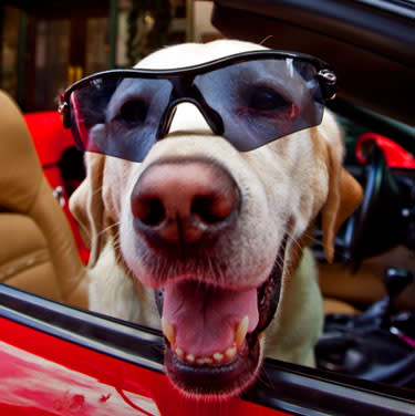 <b class="credit">Courtesy of Kimpton Hotels</b>You'll find Timmy working at the concierge desk giving visitors tips on great pet friendly locations in Portland.