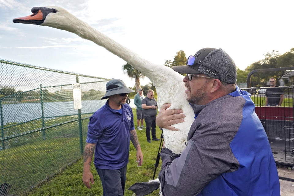 Michael Marotz, right, and Stan Derby prepares to put a swan in a pen for medical examinations on Lake Morton during the 43rd annual swan roundup Tuesday, Oct. 10, 2023, in Lakeland, Fla. The late Queen Elizabeth II of England gifted the original pair of swans to the city back in 1957. (AP Photo/Chris O'Meara)