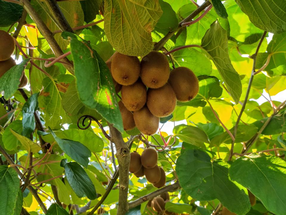 Los campos de kiwi italianos llevan años peleando con una misteriosa enfermedad que desconcierta a los científicos. (Foto: Getty Images)