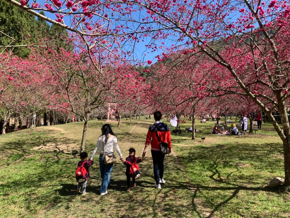 九族櫻花祭早鳥優惠起跑。九族文化村提供