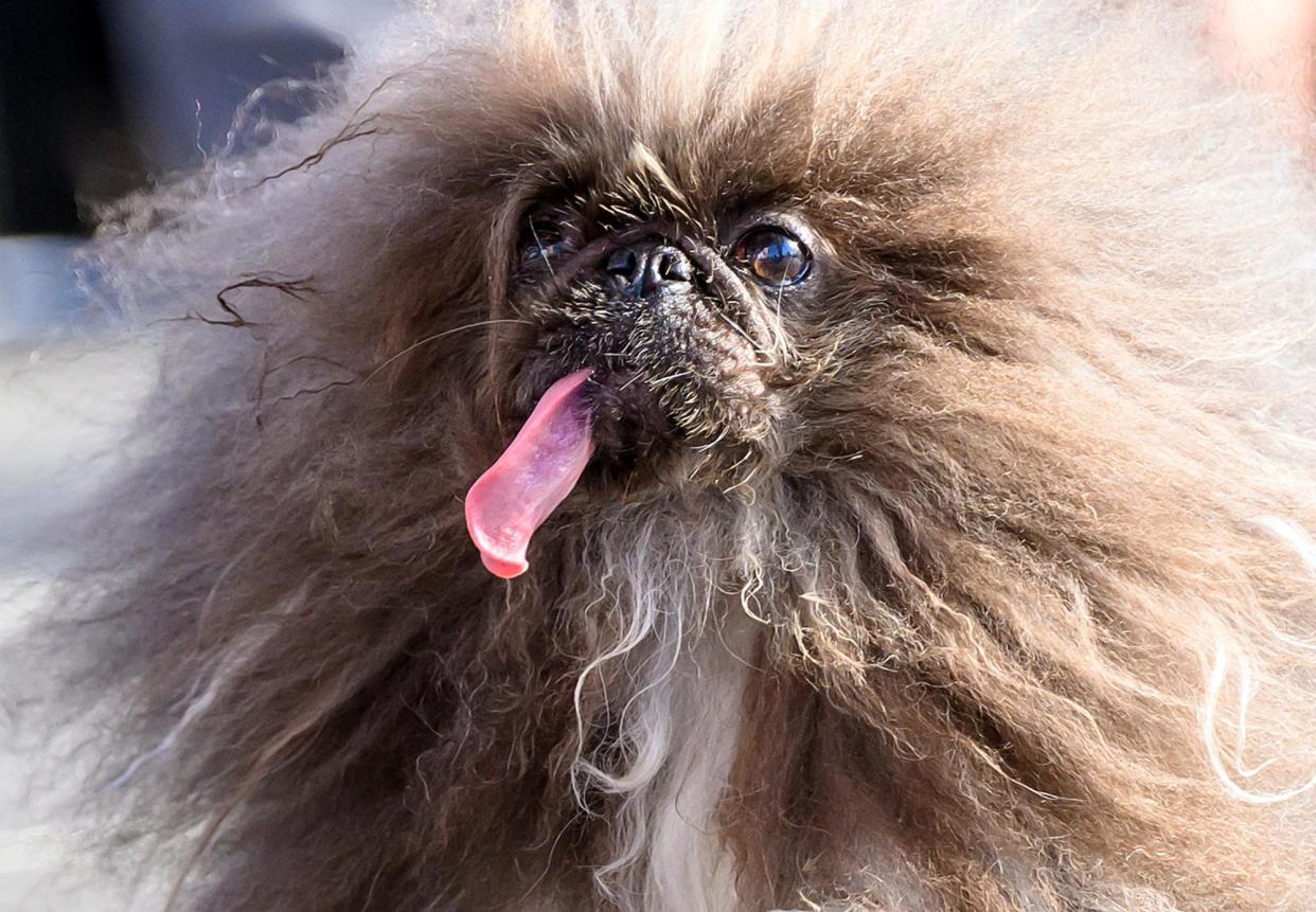 <span>Wild Thang, the 2024 World's Ugliest Dog.</span><span>Photograph: Josh Edelson/AFP/Getty Images</span>