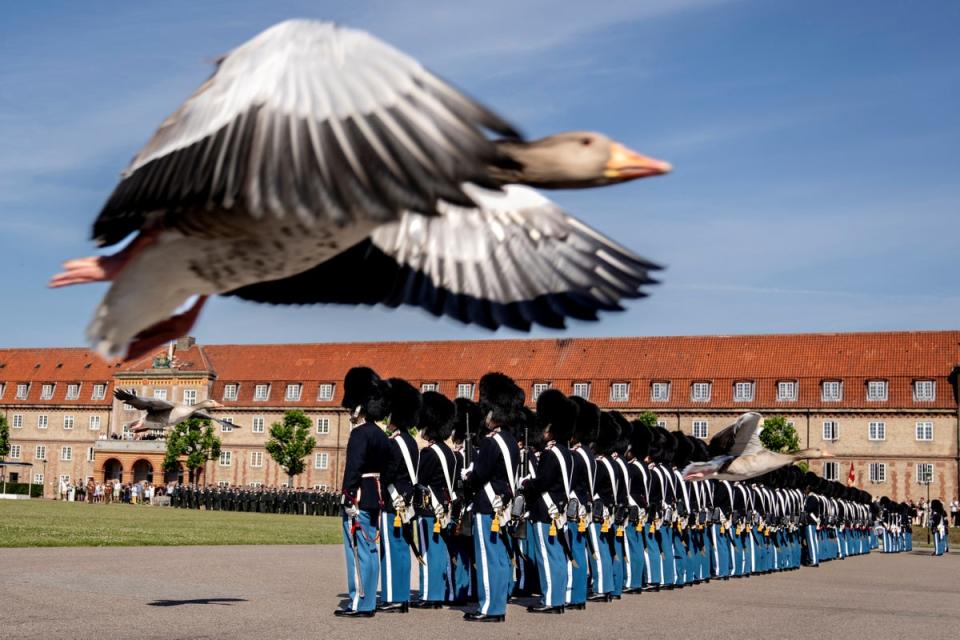 <p>Gooses fly by as Denmark's King Frederik X attends the Anniversary Parade at the Royal Life Guards in Copenhagen</p> (via REUTERS)