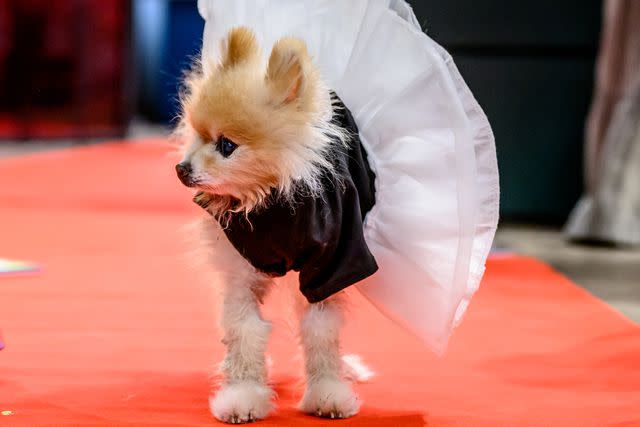 <p>Roy Rochlin/Getty</p> Charlie the Pomeranian