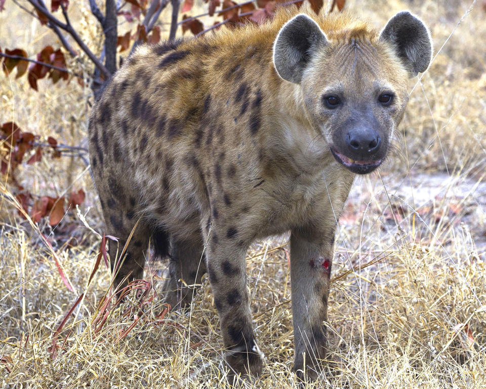 One of the downtrodden hyenas after failing to get the elephant calf. (Jayesh Mehta/ Caters News)