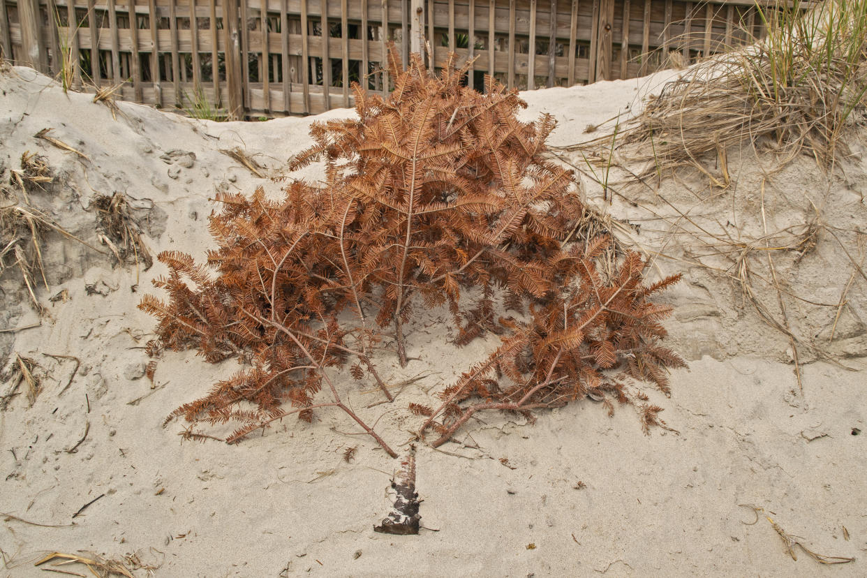 Some creative Christmas-tree recycling programs use discarded firs to build sand dunes that prevent beachfront erosion. (Photo: Getty Images) 