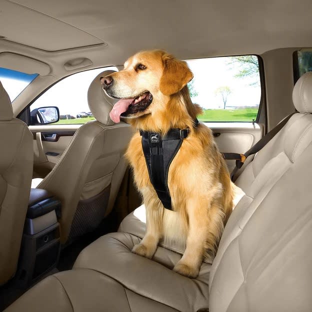 Golden Retriever in car with car seat harness