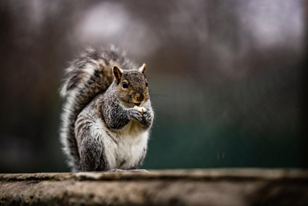 A squirrel eats a nut on a wall on the grounds of the U.S. Capitol on February 11, 2021 in Washington, DC.  (Getty Images)