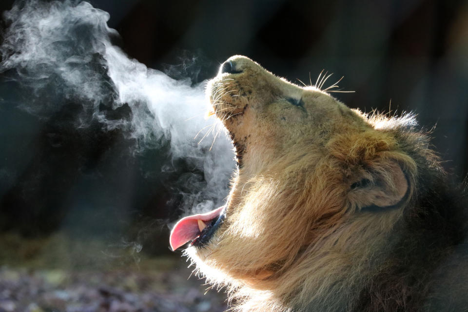 It looks like hell has frozen over as Lucifer the lion unleashes his frosty breath. (Photo: Mercury Press & Media/Caters News)