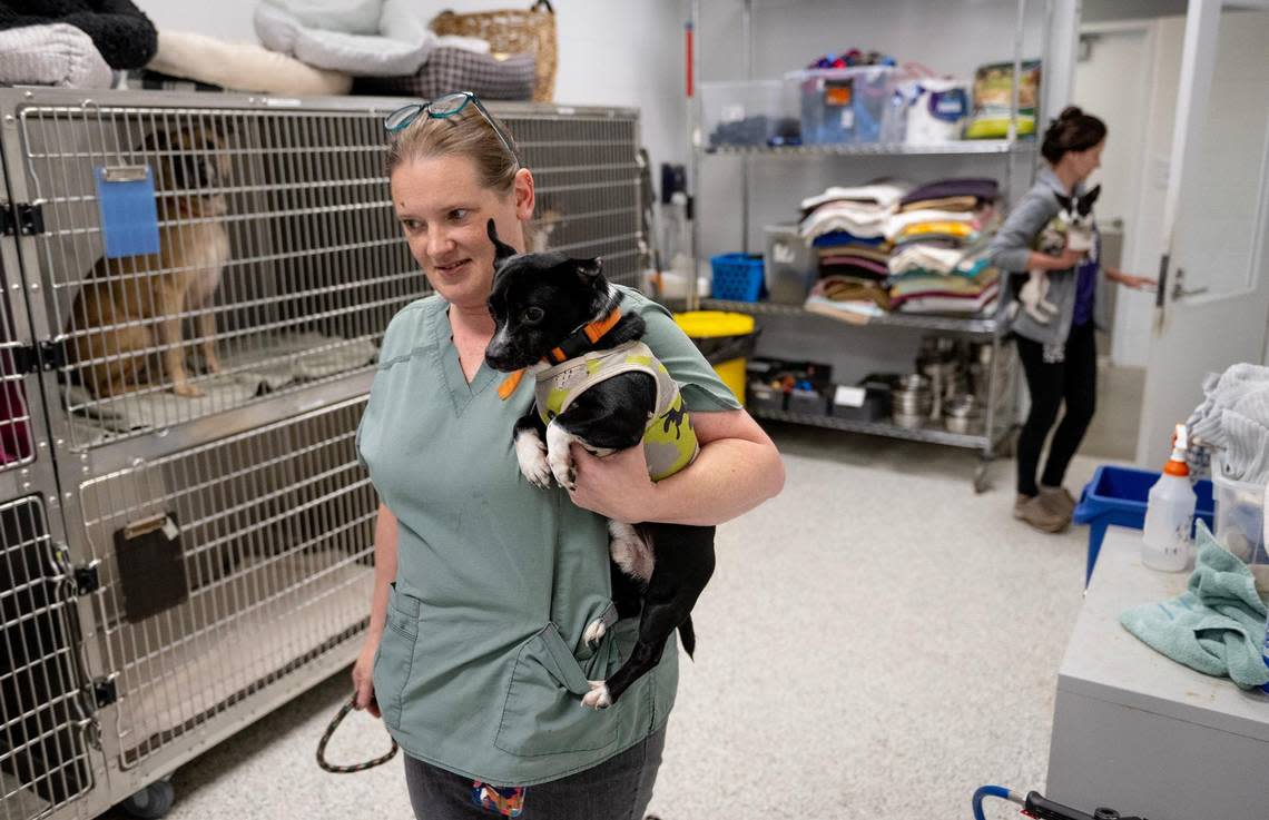 “Several years ago, if I took in like 23 dogs, I was like, ‘I was busy.’ Now we’re talking about 35, 38, and it’s rough,”said Ashley Peters, canine intake manager at KC Pet Project.
