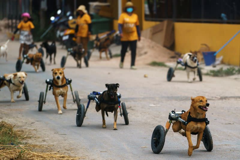 Disabled dogs in mobility aids run during a daily walk at The Man That Rescues Dogs Foundation in Chonburi