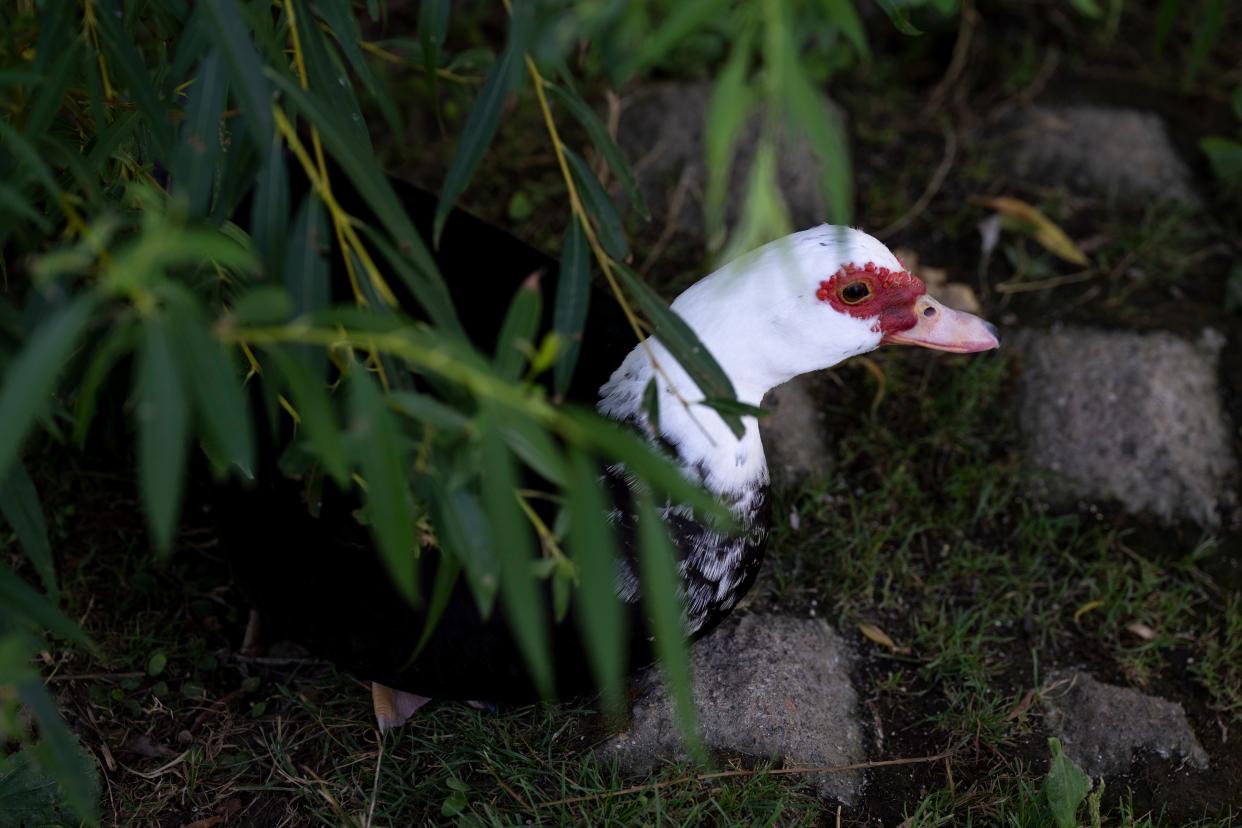 This domestic Muscovy duck is one of the 20 to 30 waiting to be rescued from Delhi Park.