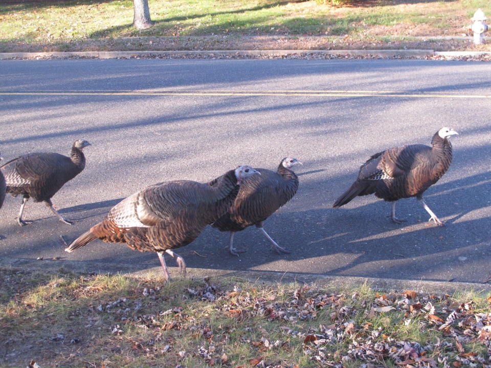 Wild turkeys walk on a road in Toms River, N.J. New Jersey Wednesday, Nov. 13, 2019. Wildlife officials plan to trap and relocate some of the large number of turkeys that have established themselves in and around a retirement community. (AP Photo/Wayne Parry)