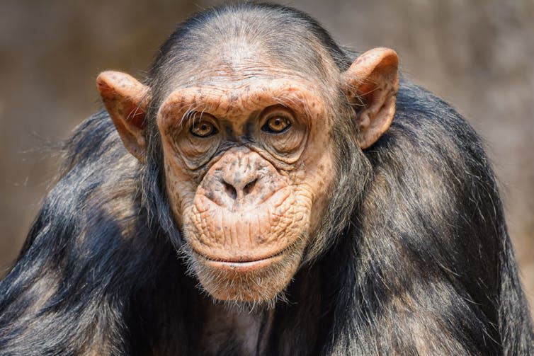 <span class="caption">Chimps have big testes. Relative to body size, they are four times bigger than humans’.</span> <span class="attribution"><a class="link " href="https://www.shutterstock.com/download/success?src=fx_yzW7nlC1MYKZ-_nhGLQ-1-12" rel="nofollow noopener" target="_blank" data-ylk="slk:Shutterstock;elm:context_link;itc:0;sec:content-canvas">Shutterstock</a></span>