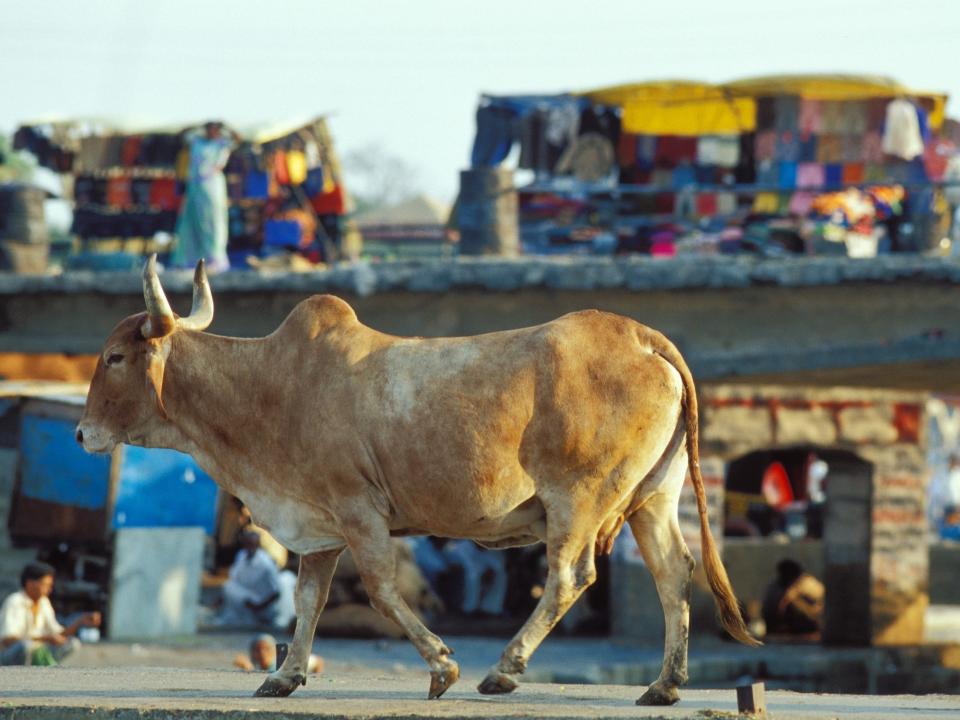A cow walks through a town in India.