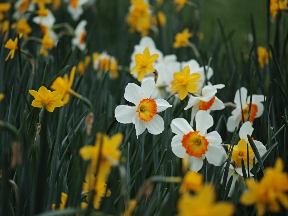 The Barrett Browning daffodil, with its striking orange-scarlet cup and glistening white petals, is a beautiful addition to North Florida gardens.