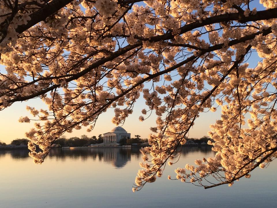 The Thomas Jefferson Memorial is pictured in the background of peaking cherry blossom trees in Washington, D.C., on April 12, 2015.