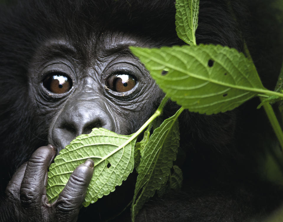 infant mountain gorilla from volcanoes national park, north west rwanda, kwitonda group