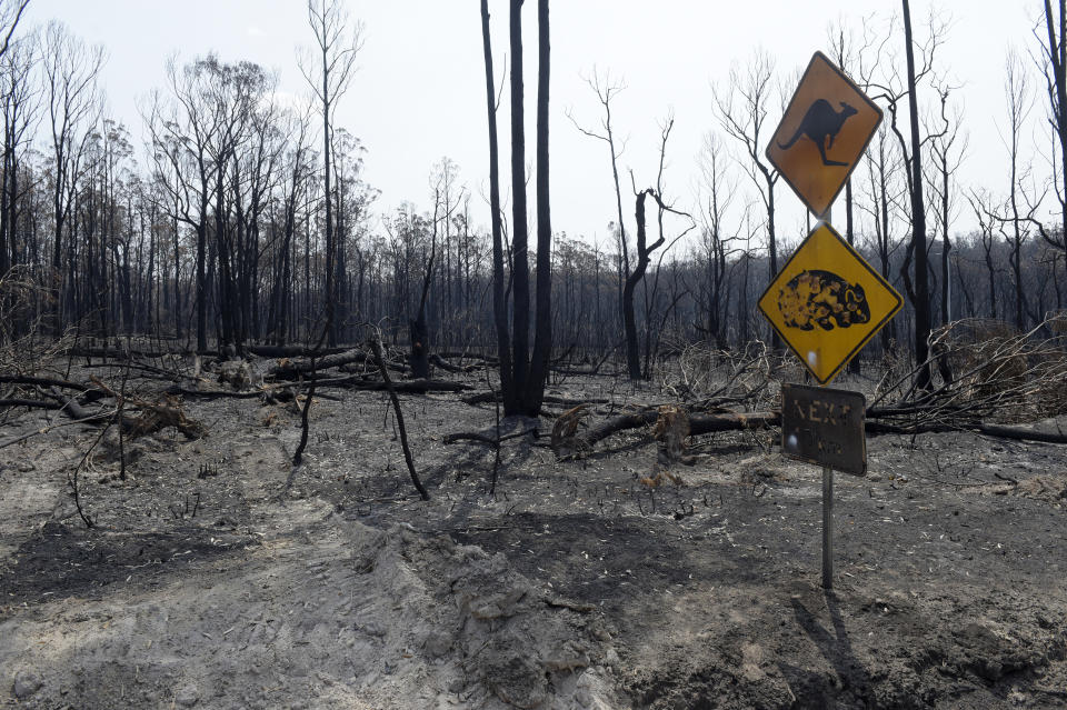 A scorched kangaroo and wombat warning sign stands next to trees burned by wildfires outside Buchan, East Gippsland, Australia.