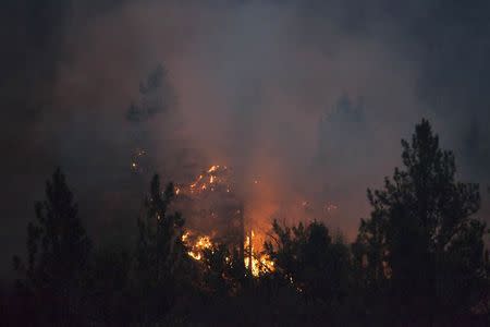 Trees are consumed by flames from the Carlton Complex Fire near Methow, Washington July 18, 2014. REUTERS/David Ryder
