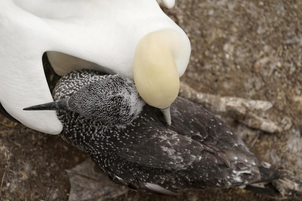 An adult northern gannet preens its young on Bonaventure Island in the Gulf of St. Lawrence off the coast of Quebec, Canada's Gaspe Peninsula, Monday, Sept. 12, 2022. Northern gannets are considered sentinels of the marine ecosystem. Their struggles to feed and breed in a warming climate are being closely watched by scientists. (AP Photo/Carolyn Kaster)