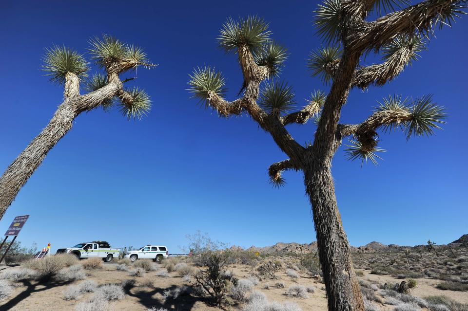 The California Department of Fish and Wildlife recommends the western Joshua Tree be listed under the state's Endangered Species Act.
