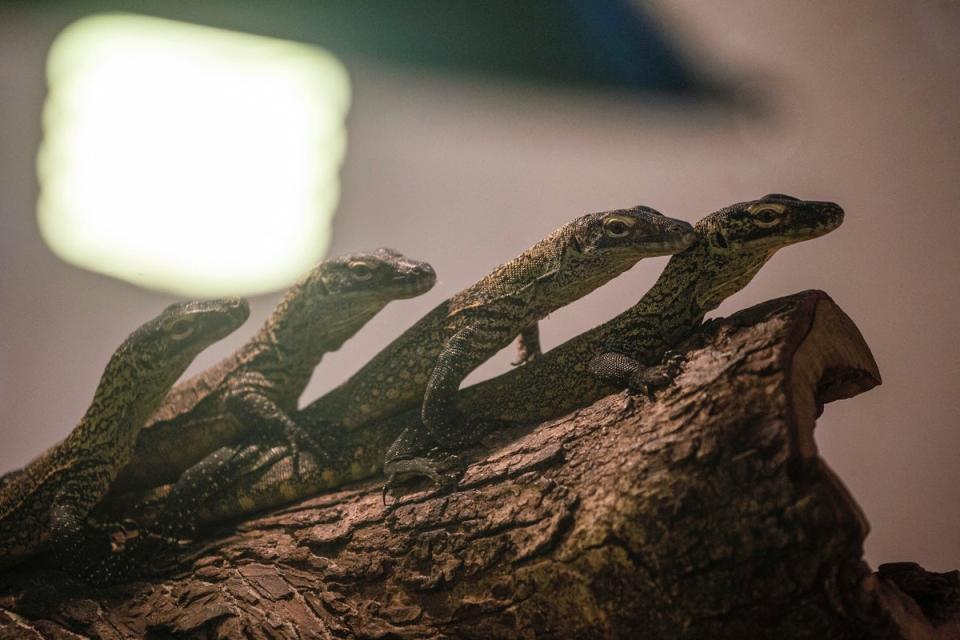 Four-month-old juvenile Komodo dragons, hatched in captivity as part of a breeding programme for the endangered lizard, are seen in their enclosure (AFP via Getty Images)