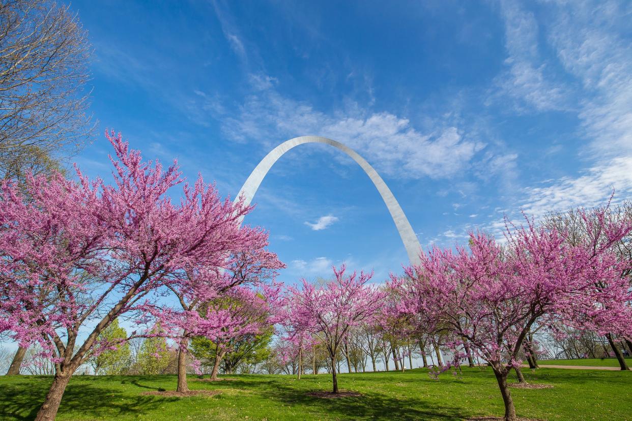 Gateway Arch in St. Louis, Missouri with pink flowers 