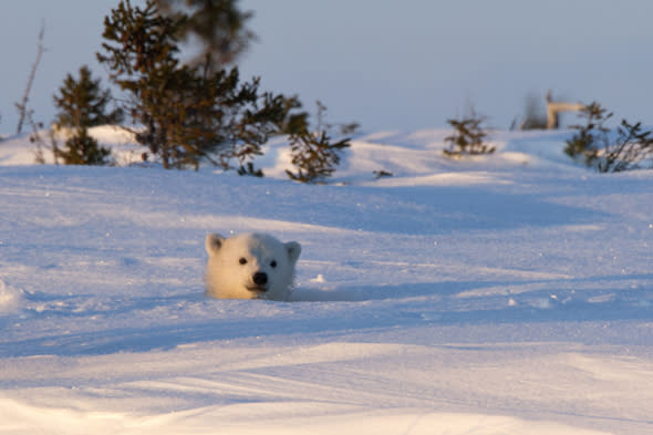 MANDATORY CREDIT: Christine Haines/Rex Features. IMAGES OUTSIDE OF PRINT NEWSPAPER SUBSCRIPTIONS. FEES APPLY FOR UNIQUE IPAD USE.Mandatory Credit: Photo by Christine Haines/REX (3685663e)The mother and the cub peeked out on day eightPolar bear mother and cub peer out from den,Wapusk National Park in Manitoba, Canada - Mar 2014FULL COPY: http://www.rexfeatures.com/nanolink/oqvjAfter wildlife photographer Christine Haines spent eight days watching a polar bear den, she thought she was out of luck in catching sight of them.However her patience in the biting cold of the Wapusk National Park in Manitoba, Canada was rewarded when she managed to steal a few snaps of a first a cub, then its mother peeking out of their hole.Christine explains: 