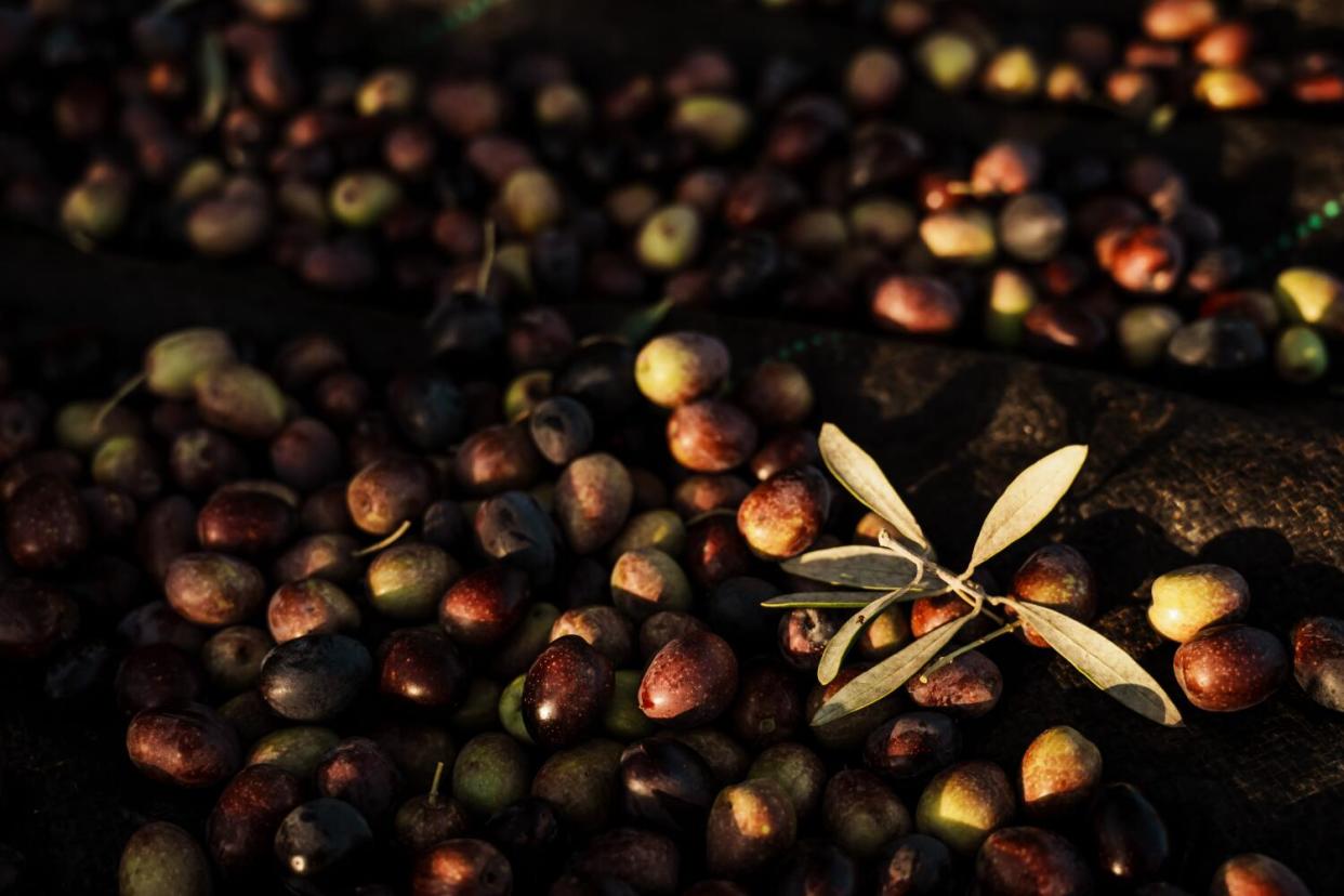 A pile of ripe olives ranging from green to black, with a one small twig of olive leaves