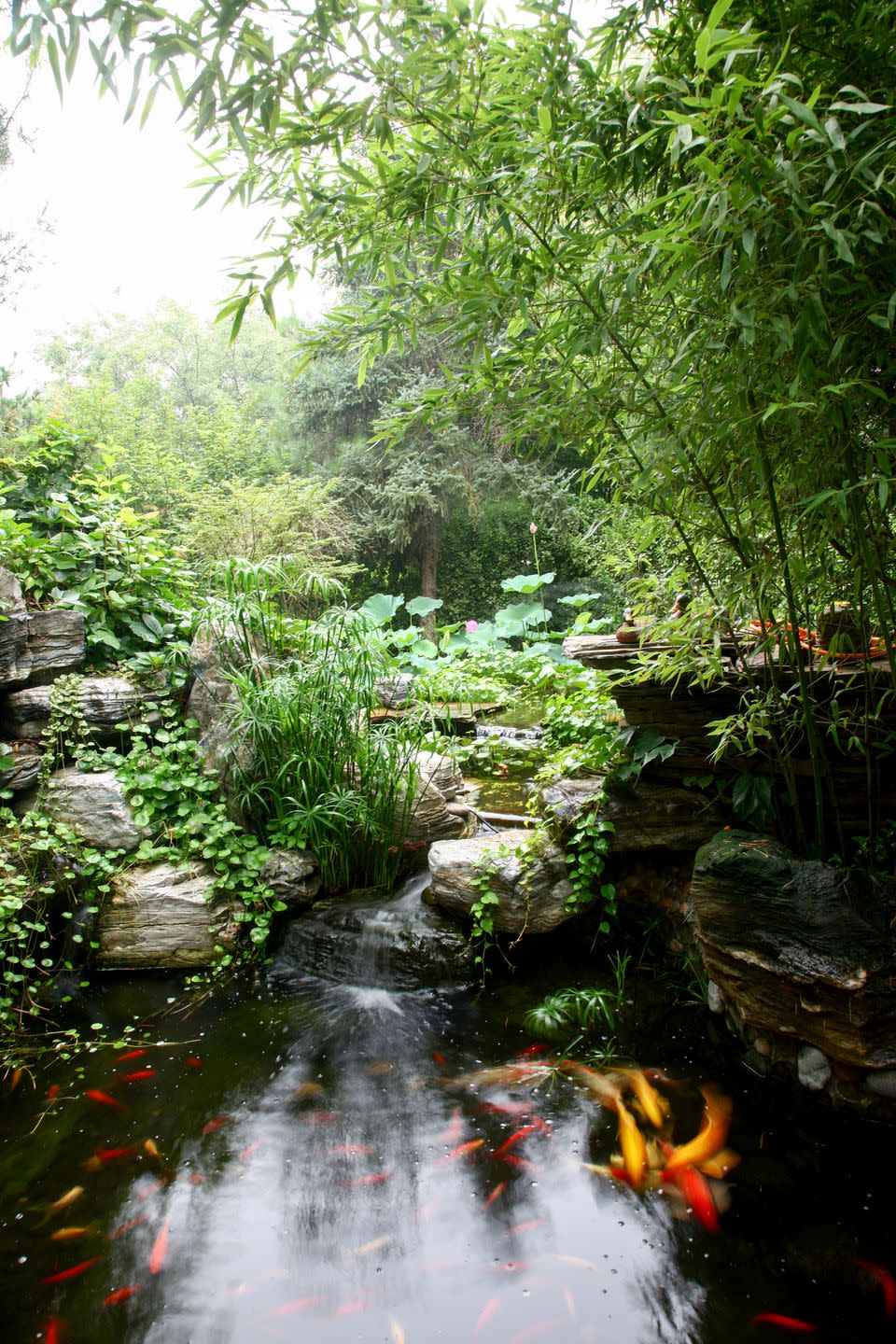 garden pond