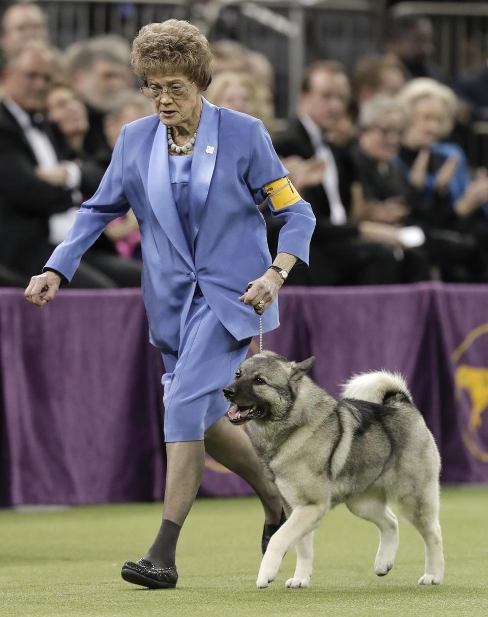 <p>Duffy, a Norwegian elkhound, takes a lap around the ring with her handler during the Best in Show competition at the 141st Westminster Kennel Club Dog Show, Tuesday, Feb. 14, 2017, in New York. (AP Photo/Julie Jacobson) </p>