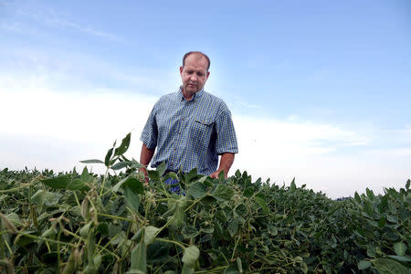 John Weiss looks over his crop of soybeans, which he had reported to the state board for showing signs of damage due to the drifting of Monsanto's pesticide Dicamba, at his farm in Dell, Arkansas, U.S. July 25, 2017. REUTERS/Karen Pulfer Focht