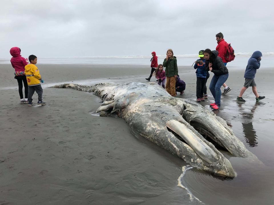 So many dead gray whales have washed up on the coast of Washington state in the north west US, that authorities are asking landowners to allow the huge mammals to decompose on their property.About 70 whales have been found dead this year on the US west coast, the largest number since the year 2000. At least one Washington state waterfront landowner has reportedly said yes to the request from the National Oceanic and Atmospheric Administration (NOAA) Fisheries to let a whale carcass rot on their property.The NOAA said by volunteering property as a disposal site landowners can support the natural process of the marine environment, and skeletons left behind can be used for educational purposes.But the carcasses can be up to 40 feet (12 metres) long, meaning the decaying process could take months. Landowner Mario Rivera of Port Hadlock, Washington, told Seattle-based KING5-TV the smell is intermittent and “isn't that bad”.“It is really a unique opportunity to have this here on the beach and monitor it and see how fast it goes,” said his wife, Stefanie Worwag. The federal agency said about 30 whales have stranded on Washington's coast this year, the most in two decades. The 70 dead whales found this year were along waterfronts in California, Oregon, Washington and Alaska. About five were found on British Columbia beaches. But authorities said the number was a small fraction of the total because most sink or wash up in remote areas and are unrecorded. NOAA Fisheries has declared this year’s die-off an “unusual mortality event”, and provided additional resources to respond to the deaths. “With the unusual mortality event of these grey whales, we know more whales will be coming in, or there is a high likelihood that more whales will die within Puget Sound and out on the coast,” said Betsy Carlson of the Port Townsend Marine Science Centre.Officials say the grey whale population is estimated to be about 27,000.Additional reporting by AP